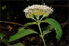 Ixora polyantha